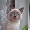 Kitty_Marsya.2 - @kitty_marsya.2 Tiktok Profile Photo
