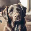 Kristine Groves - @ruger_chocolateretriever Tiktok Profile Photo