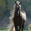 leaa&horses! - @lealittlejohn Tiktok Profile Photo