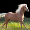  - @lois_horse.lover Tiktok Profile Photo