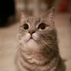  - @lucille.cat Tiktok Profile Photo