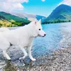  - @ghost_husky_dog Tiktok Profile Photo