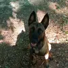  - @_.max.malinois__ Tiktok Profile Photo