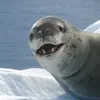  - @leopard_seal Tiktok Profile Photo