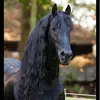  - @hollow_stables456 Tiktok Profile Photo