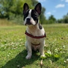  - @richard_french_bulldog Tiktok Profile Photo
