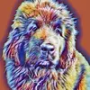 Rita Adams - @bear_paw_newfoundlands Tiktok Profile Photo