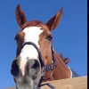  - @rosalie_horse Tiktok Profile Photo