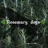 - @rosemary.dogs Tiktok Profile Photo