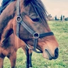  - @roy_horses Tiktok Profile Photo