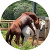 ANIMAL SECRET - @animalsbreeding Tiktok Profile Photo