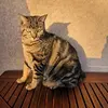  - @scofield_big_cat Tiktok Profile Photo