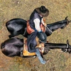  - @scotts_horses Tiktok Profile Photo