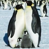  - @penguin_lady Tiktok Profile Photo