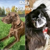  - @dogcountry1 Tiktok Profile Photo