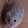  - @burrow_the_hamster Tiktok Profile Photo