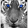  - @white_tiger_20 Tiktok Profile Photo