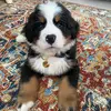  - @wallacetheberner Tiktok Profile Photo